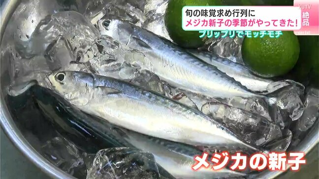 「めっちゃ美味しかったです。ぷりぷりもちもち」メジカの新子の季節がやってきた！　旬の味覚求め行列に|TBS NEWS DIG