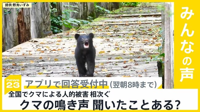 岩手県一関市の住宅敷地内で男性の遺体 クマに襲われたか　あなたはクマの鳴き声を聞いたことある？【news23】|TBS NEWS DIG