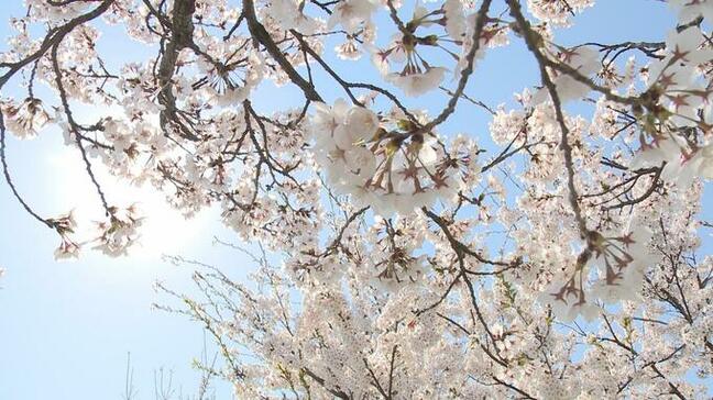 桜開花予想 東京が3月21日 山形は4月11日に桜咲く ウェザーニューズ2026年桜開花予想 |TBS NEWS DIG