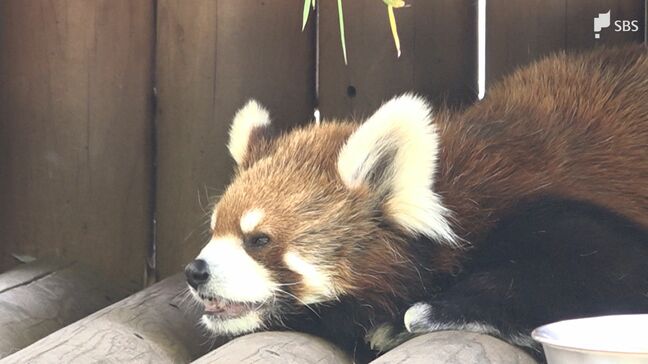 「夏の始まりという感じ」浜松や川根本町で30℃超の“真夏日”を記録 動物も人も…ミストシャワーでひんやり=静岡|TBS NEWS DIG