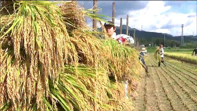 「あっさりして、おかずを邪魔しない」幻のササニシキ復活に挑む農家が稲刈り　宮城・白石市|TBS NEWS DIG