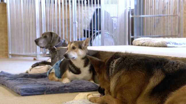 「すすだらけで泥まみれ、呼吸も」多頭飼育崩壊の犬小屋 火事、病気感染・・・老犬の最期を看取るボランティアがみた現実 福岡|TBS NEWS DIG