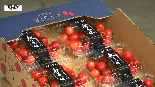 収量は去年の3倍！？　寒河江市生まれのさくらんぼ "紅秀峰" 　今年は甘みや色付きが良い！（山形）|TBS NEWS DIG
