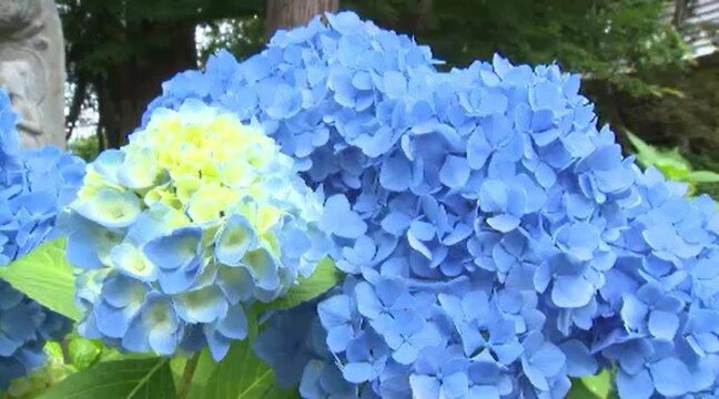 「心が美しくなるような…」梅雨空に映える色とりどりのアジサイ…長野・ 飯山市の高源院で約20種類・800株見ごろ…境内へ続く杉並木の参道を彩る|TBS NEWS DIG