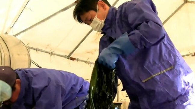 大規模山林火災で被災した大船渡市三陸町綾里地区でワカメ作業を手伝うボランティア活動始まる　岩手|TBS NEWS DIG