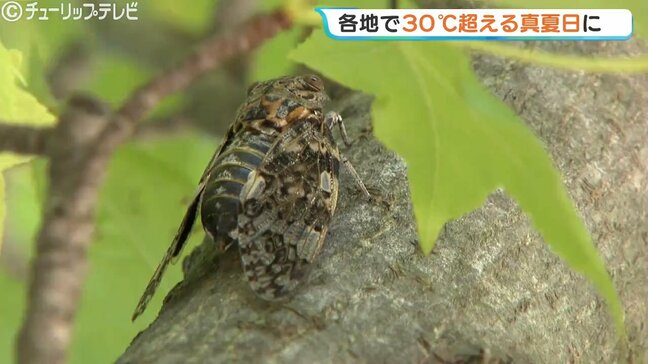 県内各地で真夏日に すでに予想最高気温を超えるところも 熱中症に注意 富山|TBS NEWS DIG