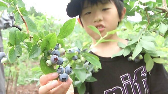 小学生が旬を迎えたブルーベリーの摘み取り体験　みずみずしい味を楽しむ　大分　|TBS NEWS DIG