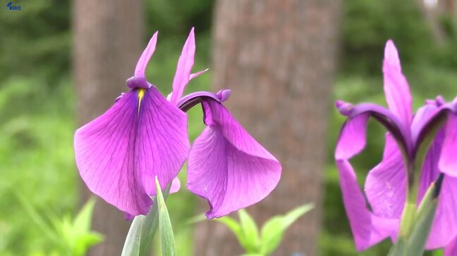 花言葉は「優雅」　景勝地・碁石海岸の遊歩道でノハナショウブ見頃　あでやかな花咲かせる　岩手・大船渡市|TBS NEWS DIG