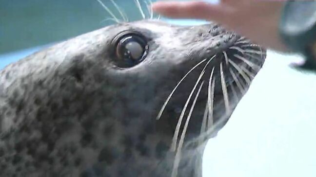 【新屋島水族館】休館中の動物たちは？飼育員たちの日常は？「動物の調子や機嫌を優先できる」1年半後リニューアルオープンへ【香川】|TBS NEWS DIG
