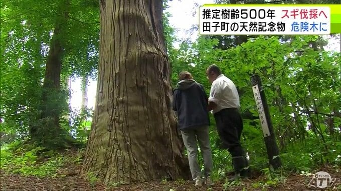 推定樹齢は約500年　田子町の天然記念物の「スギの木」が伐採されることに　「空洞化して表面の樹皮だけで立っている状況」倒木の危険性が非常に高い「危険木」であることが判明して…|TBS NEWS DIG