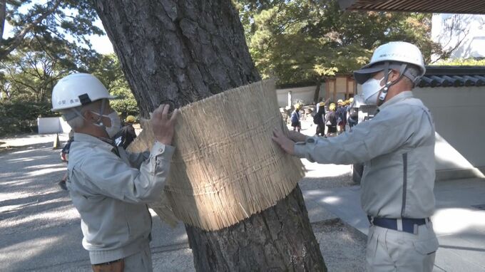 冬の到来前に「松のこも巻き」 マツケムシなどの害虫をわらで編んだ温かいこもに誘い込んで焼却駆除　|　名古屋・愛知・岐阜・三重のニュース【CBC news】 | CBC web