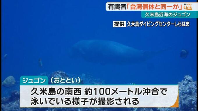 久米島近海で発見の絶滅危惧種ジュゴン　３月に台湾で網にかかった個体と同一か　|　沖縄のニュース｜RBC 琉球放送