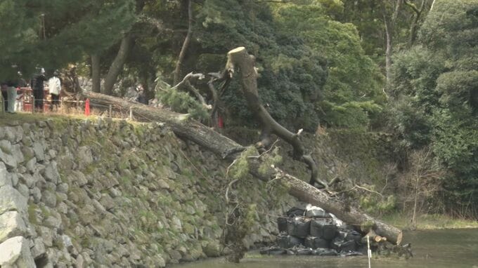 ３月に倒れた松江城のクロマツ　本格的な撤去作業はじまる　|　BSSニュース | BSS山陰放送