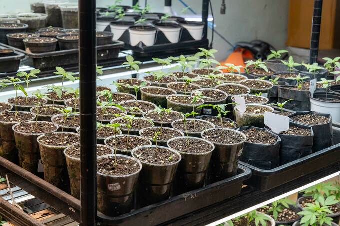 Cannabis plants at their first stage of vegetation.