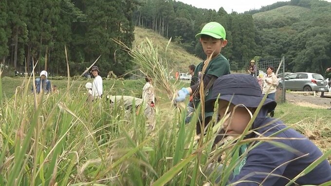 「実りの秋」稲刈り体験イベント　県内外の参加者と交流　大分　|　大分のニュース｜OBS NEWS｜大分放送