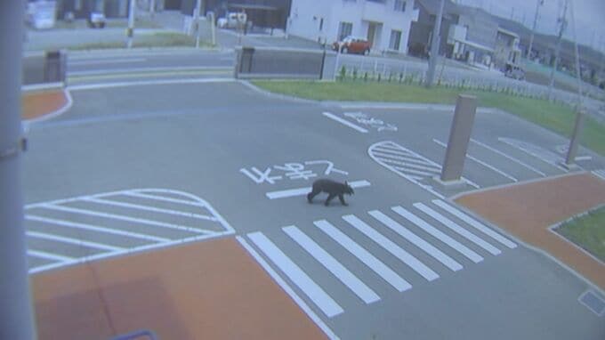 「まさかここに来るとは」給食センターにクマ現れる　正門から侵入し敷地内を移動　防犯カメラに姿　目撃者も　盛岡市|TBS NEWS DIG