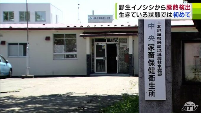【6例目】捕獲した「野生のイノシシ」から「豚熱」検出　「生きているイノシシ」からの感染確認は初めて　青森県|TBS NEWS DIG