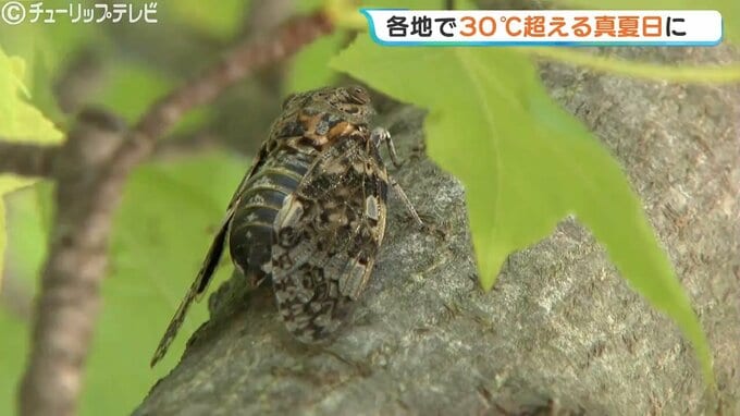 県内各地で真夏日に すでに予想最高気温を超えるところも 熱中症に注意 富山　|　富山のニュース｜天気・防災｜チューリップテレビ