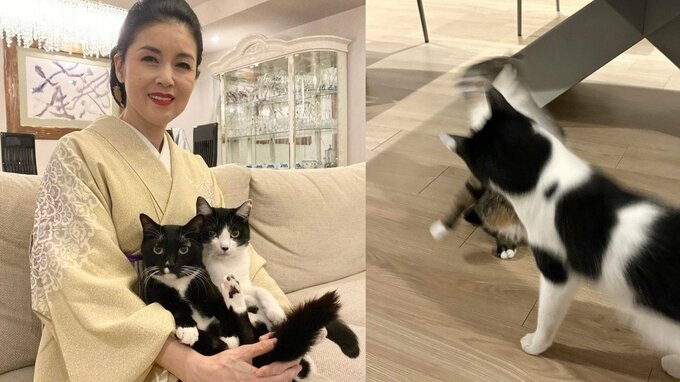 【 藤あや子 】愛猫マルが爪研ぎをベッドに「可愛いから許そう」　じゃこ天はオレオから突然パンチ　三者三様の日常|TBS NEWS DIG