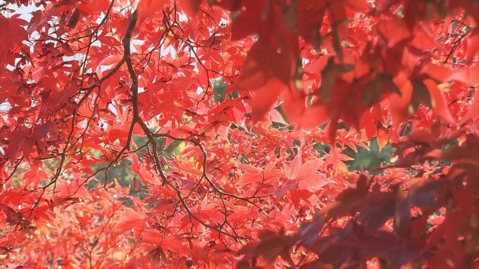 “小嵐山”の秋深まる　燃えるような「中野もみじ山」の秋の絶景　約130本ある樹齢100年超のモミジ　青森県黒石市　|　青森のニュース│ATV NEWS│青森テレビ