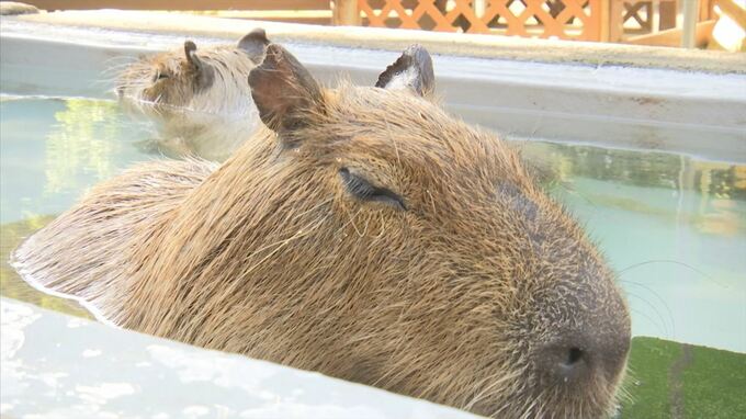 カピバラ温泉、ライトアップ…冬の風物詩にも影響が　電気・ガス代の値上がり　|　BSSニュース | BSS山陰放送