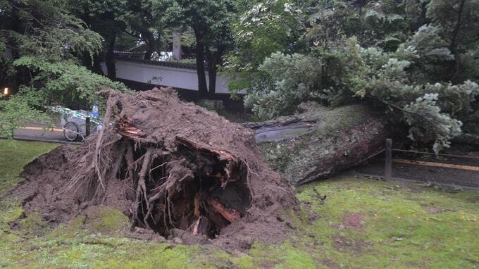 【推定樹齢100年以上の大木】「ドンという音がした」岡山後楽園の西外園にあるモミの木が倒木|TBS NEWS DIG