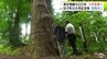 推定樹齢は約500年　田子町の天然記念物の「スギの木」が伐採されることに　「空洞化して表面の樹皮だけで立っている状況」倒木の危険性が非常に高い「危険木」であることが判明して…　|　青森のニュース│ATV NEWS│青森テレビ