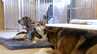 「すすだらけで泥まみれ、呼吸も」多頭飼育崩壊の犬小屋　火事、病気感染・・・老犬の最期を看取るボランティアがみた現実　福岡　|　福岡のニュース｜RKB NEWS｜RKB毎日放送