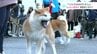 「つぶらなおめめがたまらん…」もふもふ秋田犬の展覧会にぎわう　|　高知のニュース・天気｜KUTV NEWS | KUTVテレビ高知