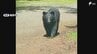 クマの目撃情報が19件でここ数年で最多に 市長が定例会見で発表=静岡・裾野市　|　静岡のニュース | SBSNEWS | 静岡放送