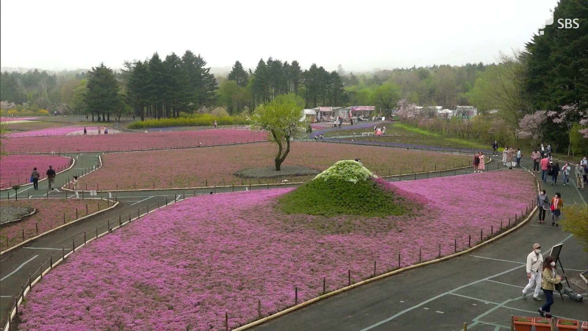 50万株のシバザクラが見ごろ 富士山麓で 22富士芝桜まつり 開催 Sbs News 静岡放送 静岡県内ニュース 天気