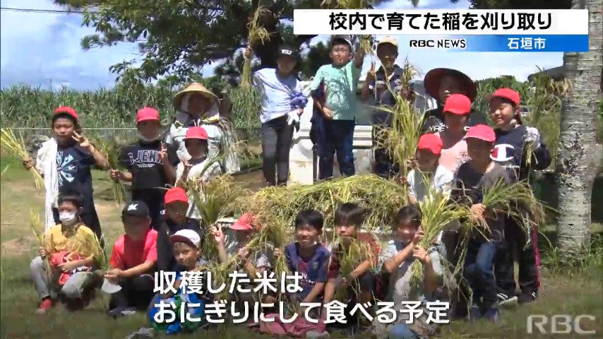 石垣島の小学生　自身が育てた稲を収穫