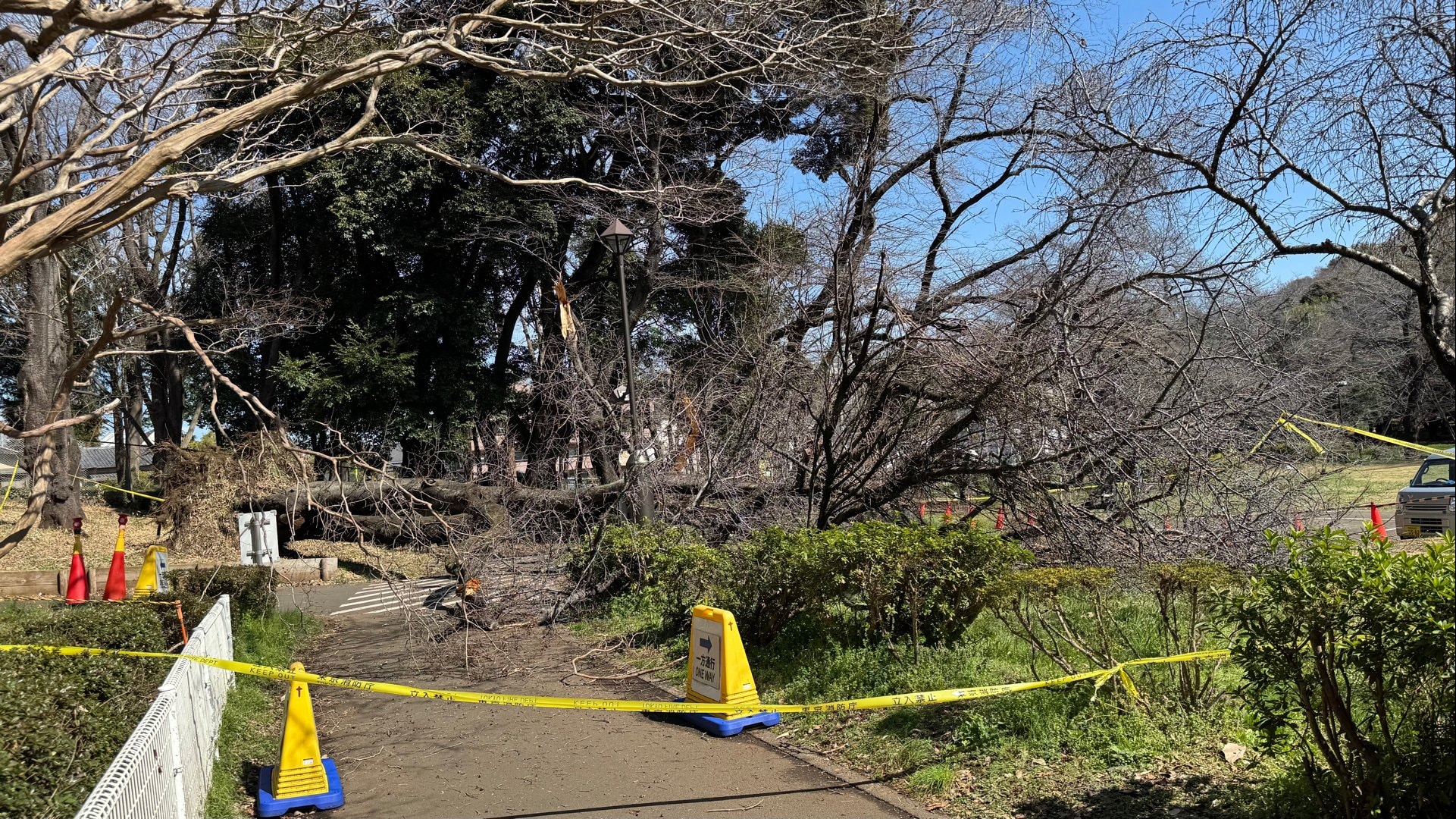 大きな木が根元から」桜の木が倒れ70代女性が下敷きに 腰など挟まれ