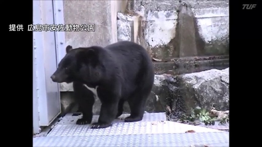 動画】メスへのアピール？「クマ、クマ」と聞こえる？『クマの鳴き声 