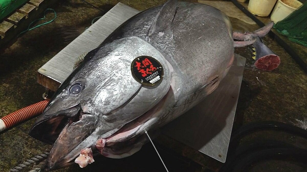 初 競り マグロ 最高 値 歴代