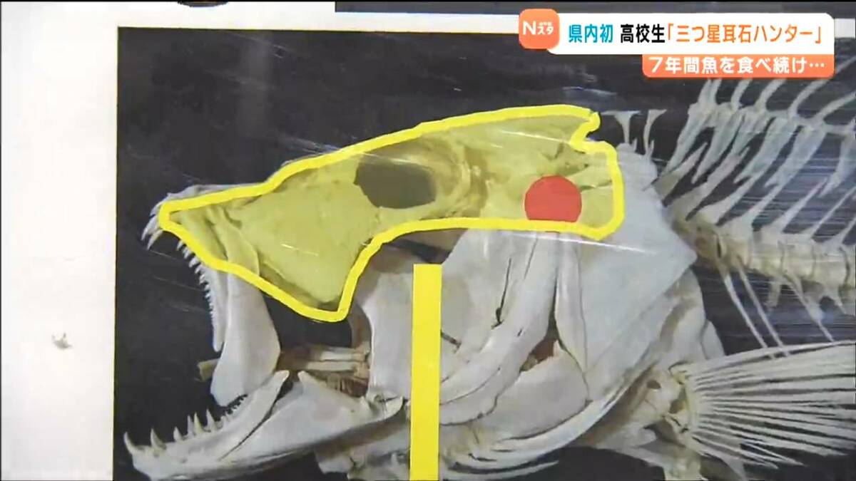 7年間魚を食べ続け101種類の“耳石”集める 高校生「三つ星耳石ハンター