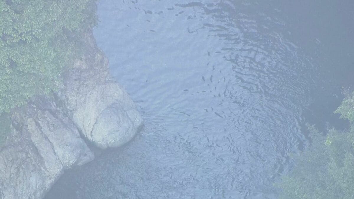 SUP中の20代男性がおぼれて心肺停止 2人乗ったボードから川に転落 同僚など6人のグループで遊びに来ていた 岐阜・本巣市