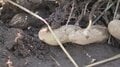 「もうダメ」千葉の名産・落花生に影響　直売所では品ぞろえに“異変”　収穫直前のコメにも甚大な豪雨被害| TBS CROSS DIG with Bloomberg