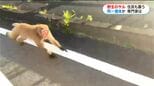 ネコを襲ったサル…海を渡った？新たに子ネコ4匹被害「子ネコに執着か」住民にも襲いかかる　鹿児島|TBS NEWS DIG