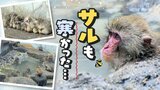 大雪も子供たちにとっては“楽しい時間”動物園のサルは露天風呂で暖を取った　|　福岡のニュース｜RKB NEWS｜RKB毎日放送