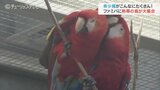 希少種がたくさん! “熱帯の鳥”が大集合 富山市ファミリーパークに専用の新施設|TBS NEWS DIG