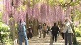 ３００メートル歩く幸せ 大三島藤公園でフジの花が見ごろ【愛媛・今治】　|　愛媛のニュース - Nスタえひめ｜あいテレビは6チャンネル