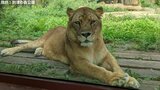 到津の森公園ライオンの「ライ」死ぬ 北九州市 | 福岡のニュース|RKB NEWS|RKB毎日放送