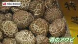 肉厚で歯ごたえ抜群「森のアワビ」対馬の乾しいたけが勢揃い 品評会で157点の出来栄え競う【長崎】 | 長崎のニュース | 天気 | NBC長崎放送