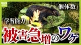 「クマ被害」増加! 学習能力が高いクマ 餌付けは「殺人ほう助と同じ」 遭遇しないために「笛」や「鈴」は有効 出会ってしまった場合に取るべき意外な行動は... 「柿」など誘因物の除去も大切|TBS NEWS DIG