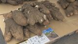 136.6キロの白山芋「でかくてびっくり」 山芋スーブチャンピオン大会|TBS NEWS DIG