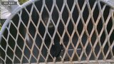 【速報・追記あり】「ツキノワグマ」1頭を捕獲 体長は約100cm・メスの成獣で年齢は推定2歳 八甲田地区に設置した「箱わな」で 今後体毛等を学術機関へ送付してDNA検査を実施予定 青森市|TBS NEWS DIG