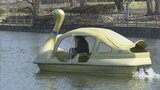 『ゴールドスワン』約5か月ぶりに姿現す　猿賀公園で恒例の「ボート開き」　青森県平川市　|　青森のニュース│ATV NEWS│青森テレビ
