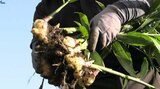 「特産物みたいになれればうれしい」辛みと香りの強さが特徴 岩手県陸前高田市で黄金生姜収穫盛ん | IBC NEWS | IBC岩手放送