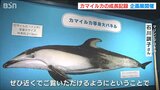 4年連続“出産成功”している水族館で カマイルカ親子の『成長ものがたり』 新潟市 | 新潟のニュース・天気|BSN NEWS|BSN新潟放送
